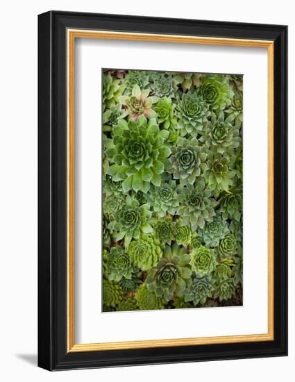 Echeveria II-Michael Hudson-Framed Art Print