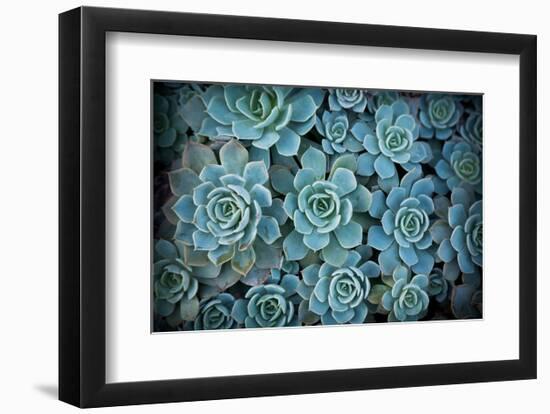 Echeveria III-Michael Hudson-Framed Art Print