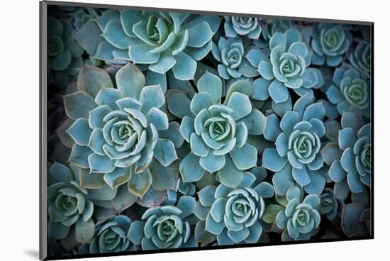 Echeveria III-Michael Hudson-Mounted Art Print