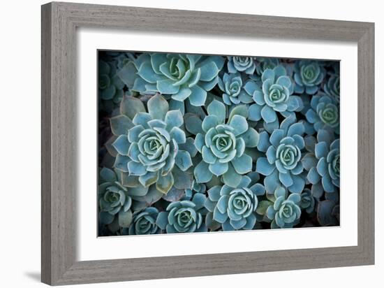 Echeveria III-Michael Hudson-Framed Art Print