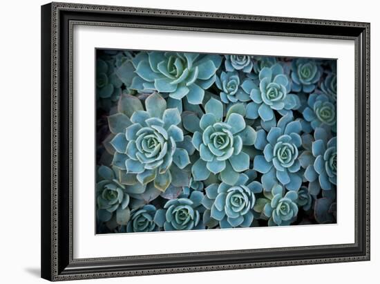 Echeveria III-Michael Hudson-Framed Art Print