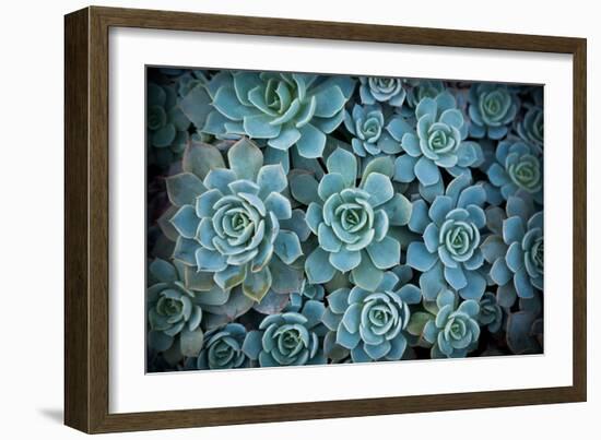 Echeveria III-Michael Hudson-Framed Art Print