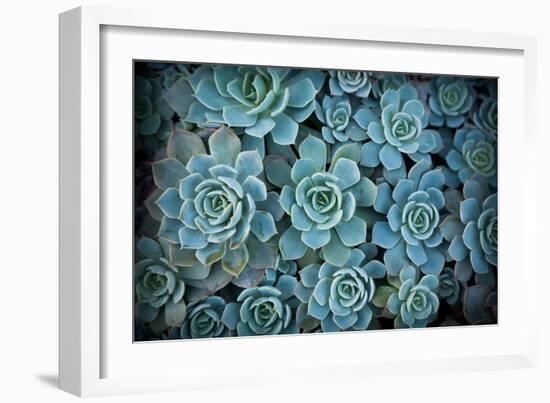 Echeveria III-Michael Hudson-Framed Art Print