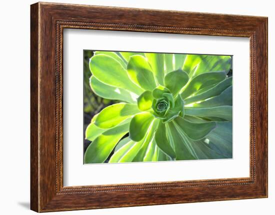 Echeveria, USA-Lisa S. Engelbrecht-Framed Photographic Print