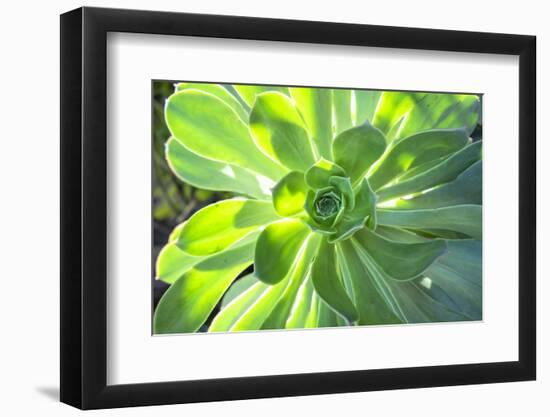 Echeveria, USA-Lisa S. Engelbrecht-Framed Photographic Print