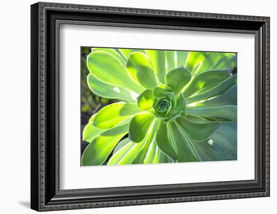 Echeveria, USA-Lisa S. Engelbrecht-Framed Photographic Print