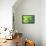 Echeveria, USA-Lisa S. Engelbrecht-Framed Premier Image Canvas displayed on a wall