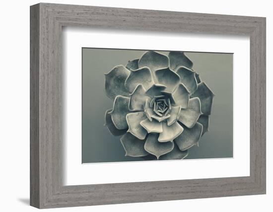 Echeveria-Heidi Westum-Framed Photographic Print