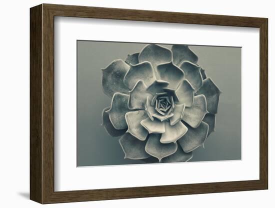 Echeveria-Heidi Westum-Framed Photographic Print