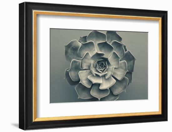 Echeveria-Heidi Westum-Framed Photographic Print