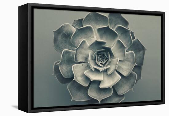 Echeveria-Heidi Westum-Framed Premier Image Canvas