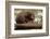 Echidna (Tachyglossus Aculeatus), South Australia, Captive-Paul Hobson-Framed Photographic Print