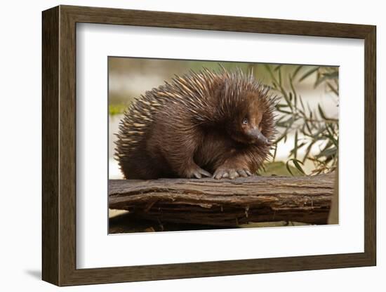 Echidna (Tachyglossus Aculeatus), South Australia, Captive-Paul Hobson-Framed Photographic Print