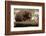 Echidna (Tachyglossus Aculeatus), South Australia, Captive-Paul Hobson-Framed Photographic Print