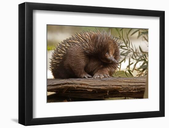 Echidna (Tachyglossus Aculeatus), South Australia, Captive-Paul Hobson-Framed Photographic Print