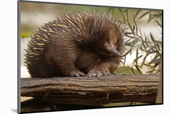 Echidna (Tachyglossus Aculeatus), South Australia, Captive-Paul Hobson-Mounted Photographic Print