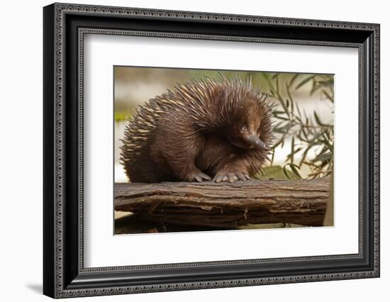 Echidna (Tachyglossus Aculeatus), South Australia, Captive-Paul Hobson-Framed Photographic Print