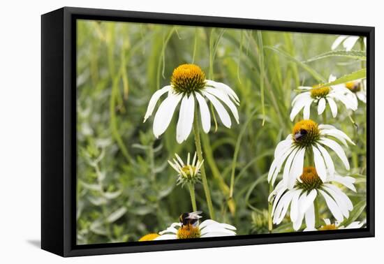 Echinacea - a Medicinal Plant with Health Potential-Petra Daisenberger-Framed Premier Image Canvas