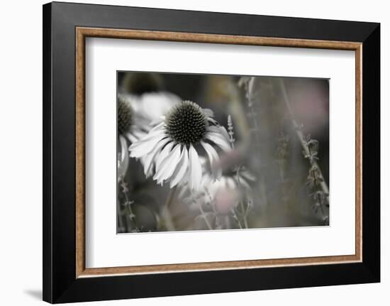 Echinacea Cone Flower-Karin Connolly-Framed Premium Giclee Print