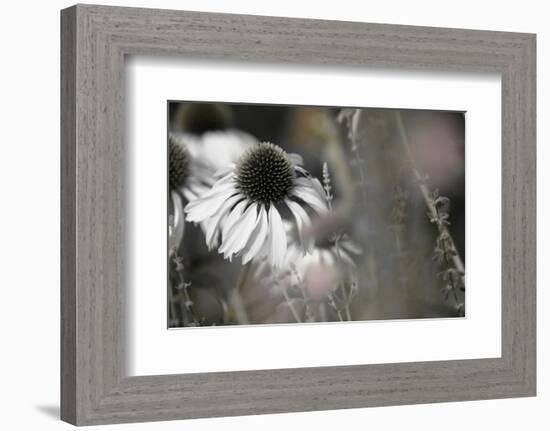 Echinacea Cone Flower-Karin Connolly-Framed Premium Giclee Print