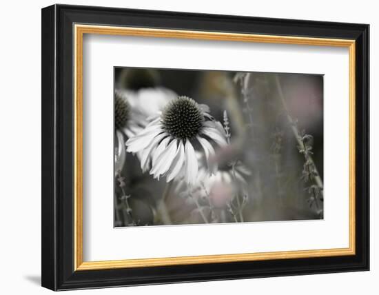 Echinacea Cone Flower-Karin Connolly-Framed Premium Giclee Print