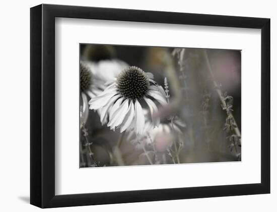 Echinacea Cone Flower-Karin Connolly-Framed Premium Giclee Print