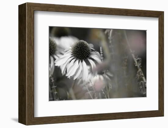 Echinacea Cone Flower-Karin Connolly-Framed Premium Giclee Print