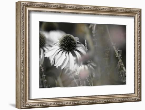 Echinacea Cone Flower-Karin Connolly-Framed Art Print