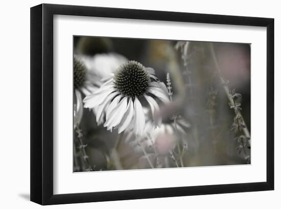 Echinacea Cone Flower-Karin Connolly-Framed Art Print