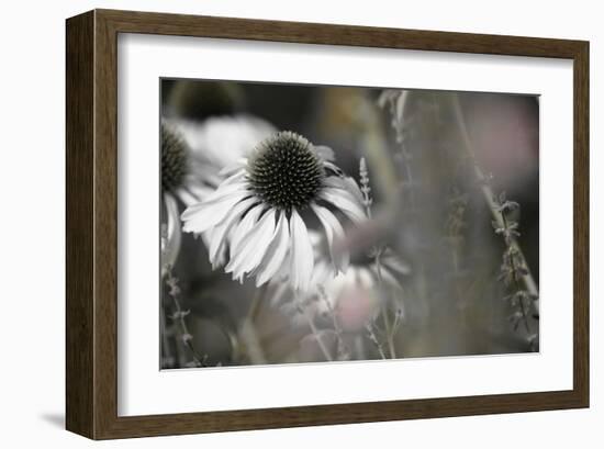 Echinacea Cone Flower-Karin Connolly-Framed Art Print