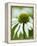 Echinacea flower-Clive Nichols-Framed Premier Image Canvas