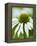 Echinacea flower-Clive Nichols-Framed Premier Image Canvas