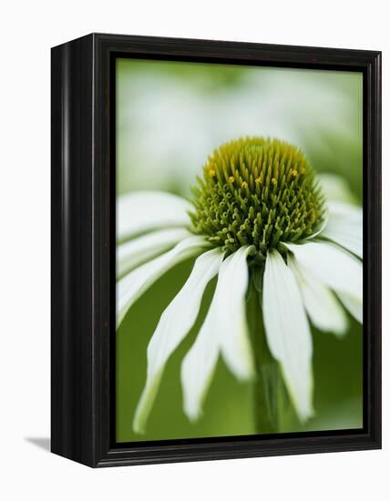 Echinacea flower-Clive Nichols-Framed Premier Image Canvas