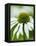 Echinacea flower-Clive Nichols-Framed Premier Image Canvas