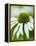 Echinacea flower-Clive Nichols-Framed Premier Image Canvas