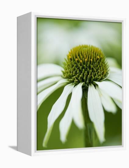 Echinacea flower-Clive Nichols-Framed Premier Image Canvas