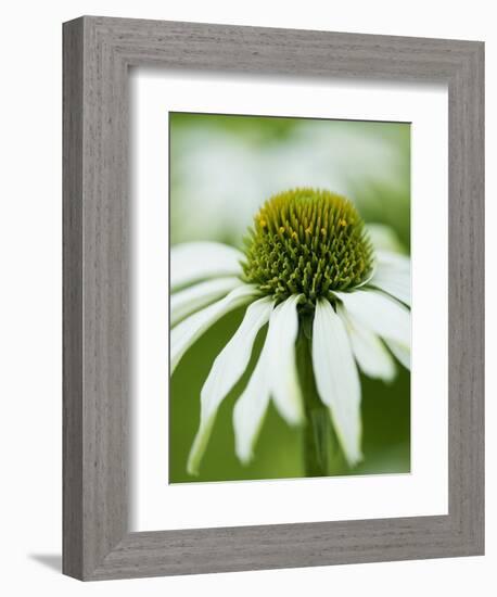 Echinacea flower-Clive Nichols-Framed Photographic Print