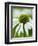 Echinacea flower-Clive Nichols-Framed Photographic Print