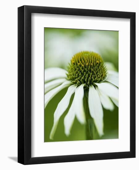 Echinacea flower-Clive Nichols-Framed Photographic Print