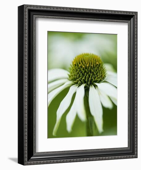 Echinacea flower-Clive Nichols-Framed Photographic Print