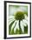 Echinacea flower-Clive Nichols-Framed Photographic Print