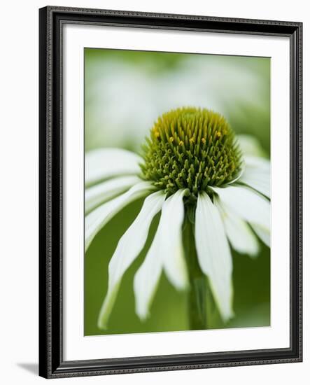 Echinacea flower-Clive Nichols-Framed Photographic Print