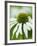 Echinacea flower-Clive Nichols-Framed Photographic Print