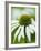 Echinacea flower-Clive Nichols-Framed Photographic Print