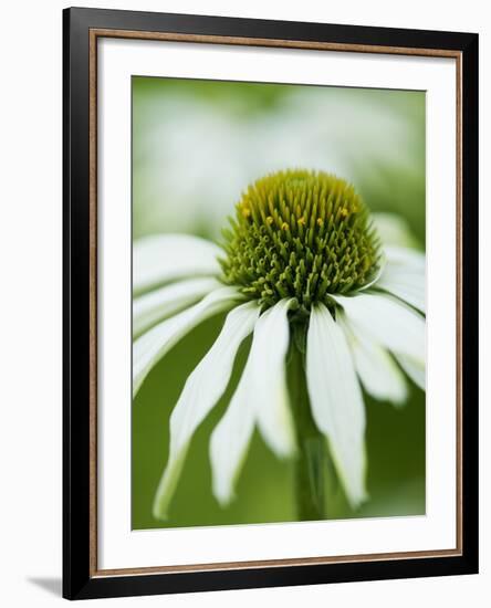 Echinacea flower-Clive Nichols-Framed Photographic Print