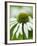 Echinacea flower-Clive Nichols-Framed Photographic Print