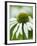 Echinacea flower-Clive Nichols-Framed Photographic Print