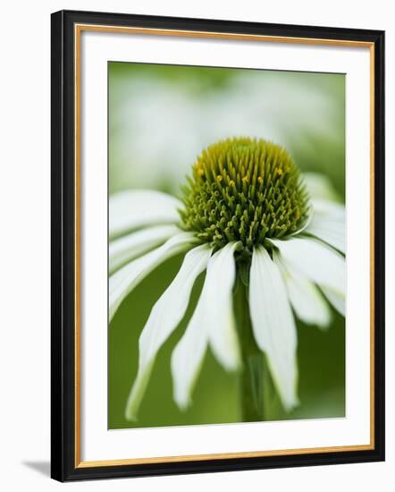 Echinacea flower-Clive Nichols-Framed Photographic Print