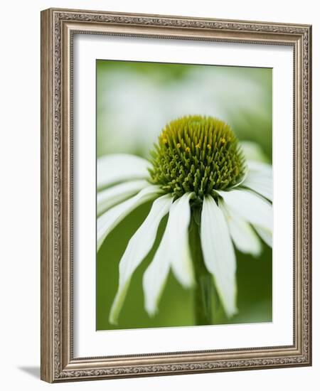 Echinacea flower-Clive Nichols-Framed Photographic Print