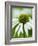 Echinacea flower-Clive Nichols-Framed Photographic Print